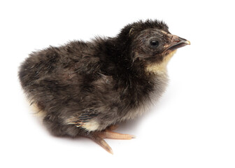 The chick has hatched from an egg.