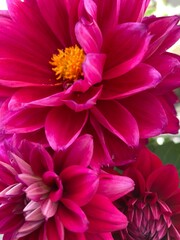 dark pink dahlia flowers close up shot