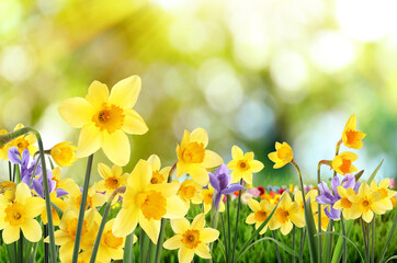 Beautiful blooming yellow daffodils outdoors on sunny day