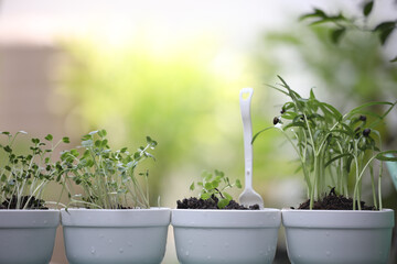 Fresh green plants vegetables and water spinach growing
