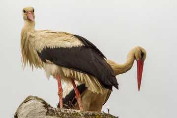 Stork couple in Romania