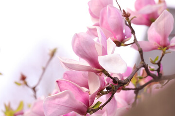 Beautiful magnolia tree with pink blossom outdoors, closeup. Spring season