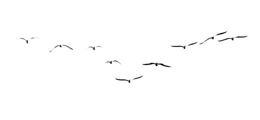 A flock of seagulls in flight isolated on a white