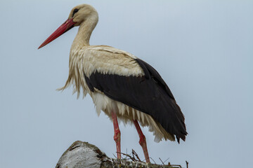 Stork