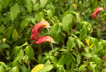The plant (Beloperone guttata) with delicate flowers close-up