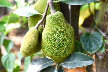 green jack fruit tree