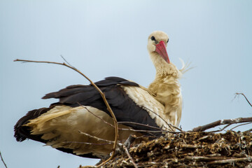 Stork taking care of the body
