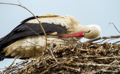 Stork taking care of the body