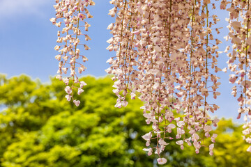 色が綺麗な瑞々しいフジの花