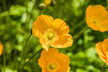 カラフルで綺麗な瑞々しいポピー