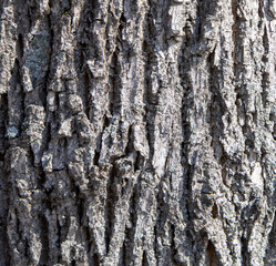 Bark on a tree as an abstract background.