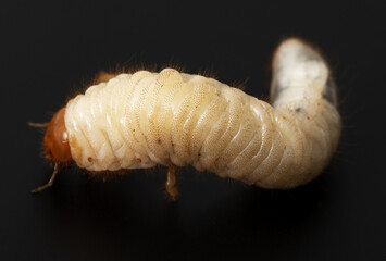 Beetle larva on a black background.