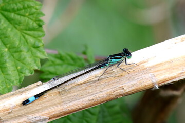 agrion élégant sur herbe jaune ischnura elegans