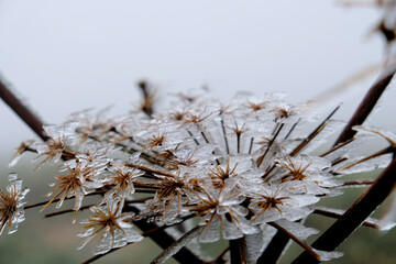 冬の花