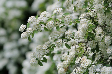 Spirea branches with white flowers and leaves