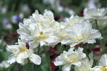 White peony-shaped tulips in the park in spring
