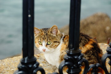 A cat looking with curiosity