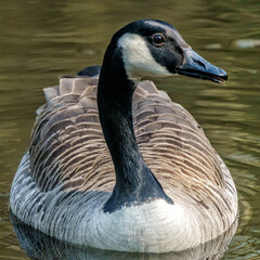 Close-up of a Canada goose (Branta Canadensis) swimming in a pond. 
