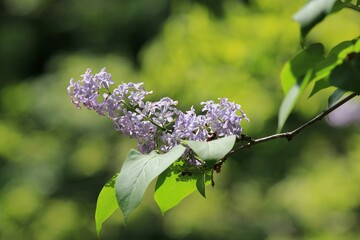 Lilac branch with flowers in the park in spring