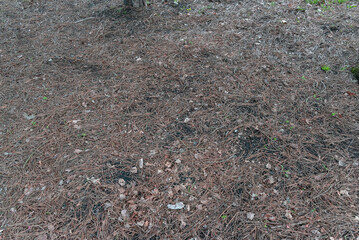 Forest ground soil pine earth soil with coniferous cones of fir pine trees needles 