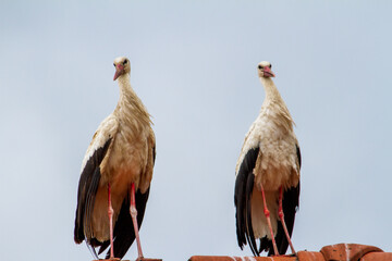 Stork couple in Romania