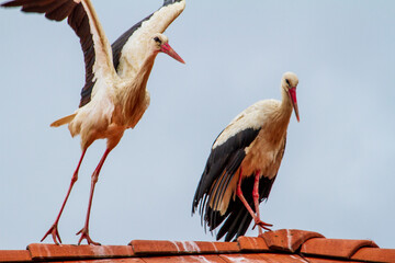 Stork on departure
