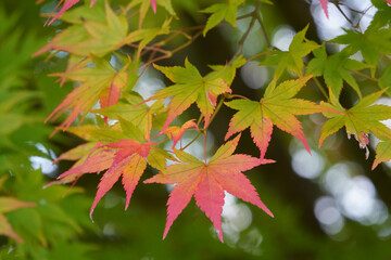 Autumn leaves of maple colored with beautiful gradation