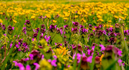 Lupins % Botterblooms