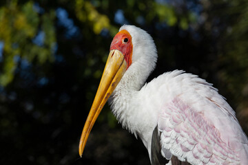 A Yellow-billed stork (Mycteria ibis) from South Africa and Madagascar