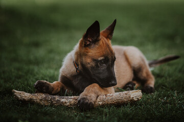 Belgian shepherd posing on grass. German shepherd dog.