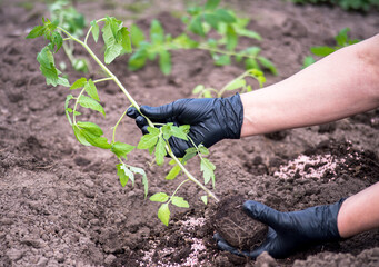 Female hands of a farmer in black gloves hold a sprout of tomato seedlings before planting. Background.