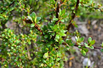Fototapeta premium Cotoneaster thickets on a sunny day, side view. Green leaves of cotoneaster in the sun. Cotoneaster bush close-up.