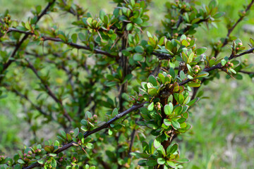 Fototapeta premium Cotoneaster thickets on a sunny day, side view. Green leaves of cotoneaster in the sun. Cotoneaster bush close-up.