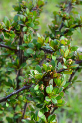 Cotoneaster thickets on a sunny day, side view. Green leaves of cotoneaster in the sun. Cotoneaster bush close-up.