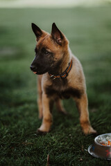 Belgian shepherd posing on grass. German shepherd dog.