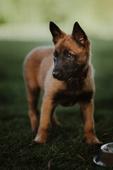 Belgian shepherd posing on grass. German shepherd dog.