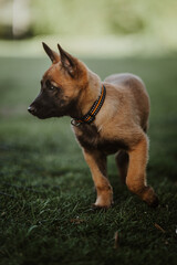 Belgian shepherd posing on grass. German shepherd dog.