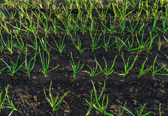 Growing garlic in natural conditions in black soil in the fresh air.
