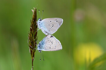 accouplement de papillons azuré des cytises au milieu des fleurs des champs - obrazy, fototapety, plakaty