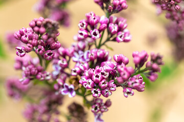 Fototapeta premium Spring flowering lilac bushes in the garden. Close-up buds and flowers. Branches with bunches of flowers, Springtime