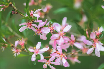 Decorative garden shrub almonds. during flowering. Pink flowers, green background of leaves. Blossoming spring gardens in the interior