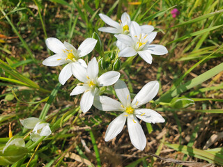 White ornithogalum flowers bloom in the grass in a clearing.