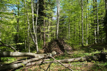 Tree torn up by their roots, razed to the ground, by a severe wind storm