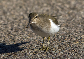 Piro piro piccolo (Actitis hypoleucos)