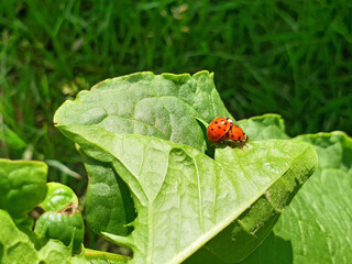 Ladybugs make love on a green branch.