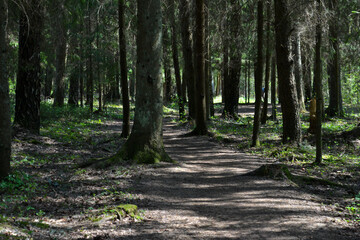 Fototapeta na wymiar Pedestrian sand path in the forest. Mystical forest landscape