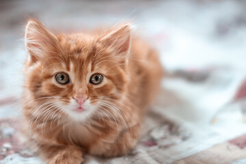 Cat kitten red headed wondered lying face portrait