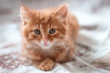 Cat kitten red headed wondered lying face portrait