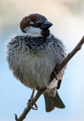 Passero (Passer domesticus)