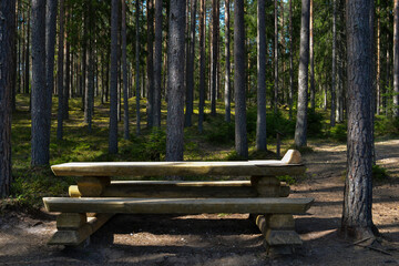 Wooden bench and table in a tourist recreation area in a pine forest.